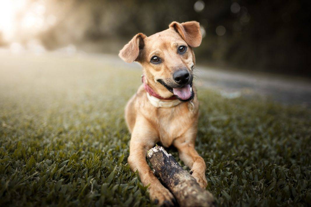 Projeto de Lei quer tratamento gratuito para animais resgatados ou adotados
